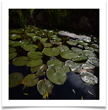 Aquatic Plants - Gilli Bruce